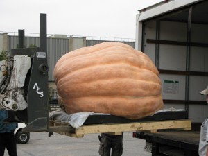 Giant Pumpkin