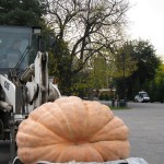 Giant Pumpkin