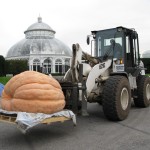 Giant Pumpkin