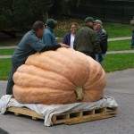 Giant Pumpkin