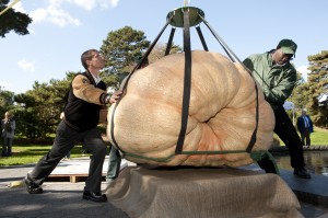 Grower Chris Stevens helps lower the 1,810.5 lbs pumpkin into place at The New York Botanical Garden.