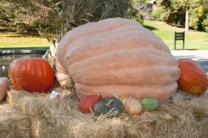 World's Heaviest Pumpkin