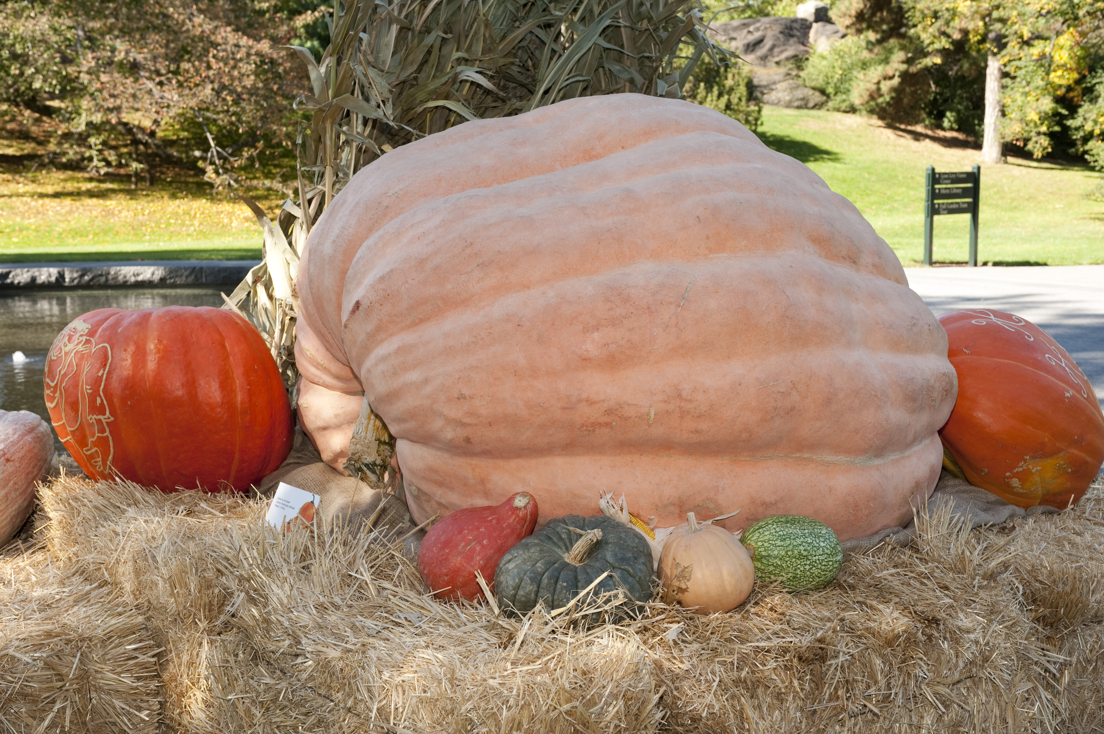 World's Heaviest Pumpkin at The New York Botanical Garden Plant Talk