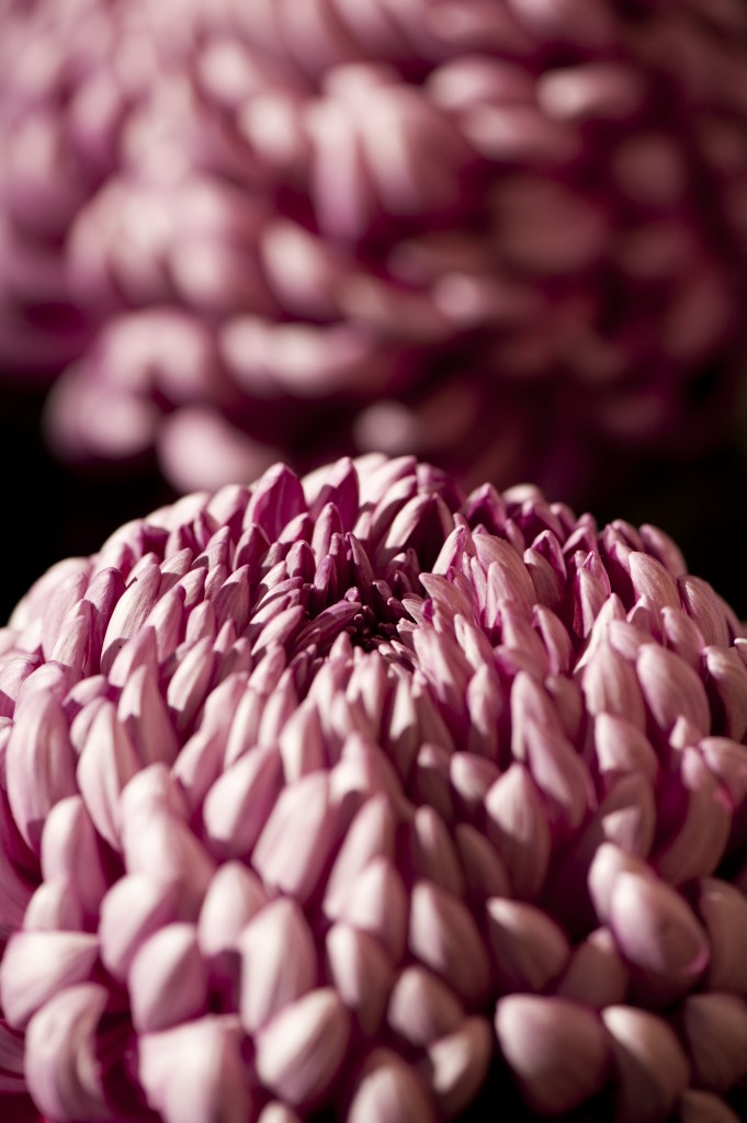 Japanese Chrysanthemums