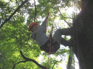 Recreational Tree Climbing