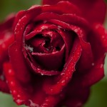 Floribunda rose Desmond Tu Tu