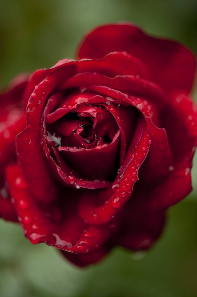 Floribunda rose Desmond Tu Tu