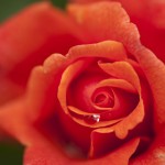 Floribunda rose Easy Does It