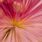 Japanese Chrysanthemum - On display now in The New York Botanical Garden's Nolen Greenhouses