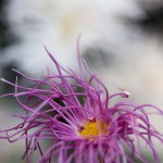 Japanese Chrysanthemum - On display now in The New York Botanical Garden's Nolen Greenhouses