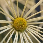 Japanese Chrysanthemum - On display now in The New York Botanical Garden's Nolen Greenhouses