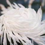 Japanese Chrysanthemum - On display now in The New York Botanical Garden's Nolen Greenhouses