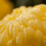 Japanese Chrysanthemum - On display now in The New York Botanical Garden's Nolen Greenhouses