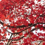 Japanese Maple