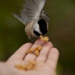 Chickadee