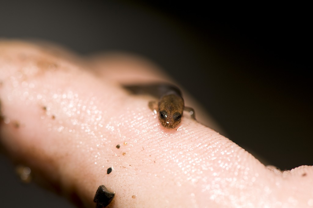 Northern Two-Lined Salamander