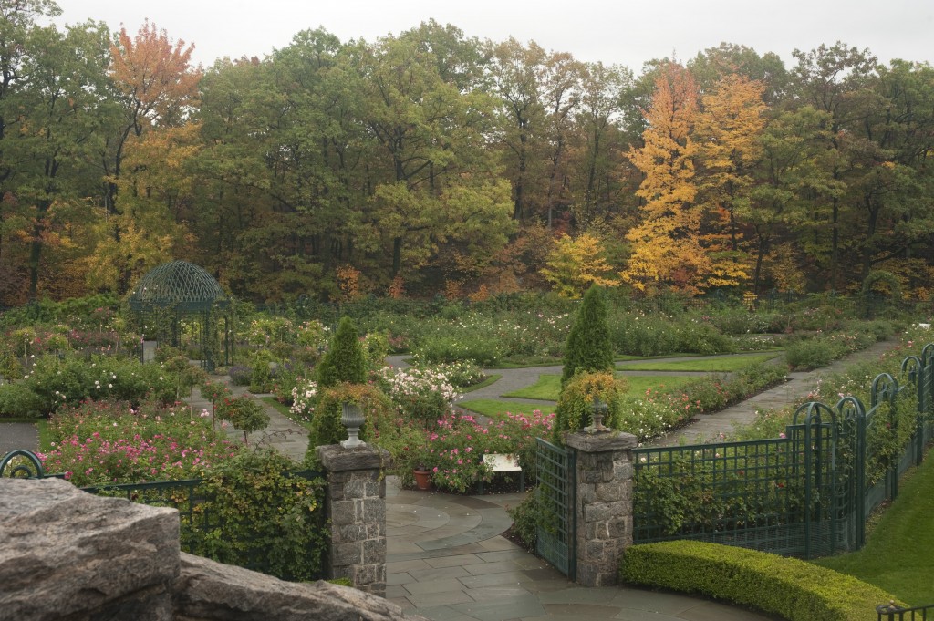 The Peggy Rockefeller Rose Garden