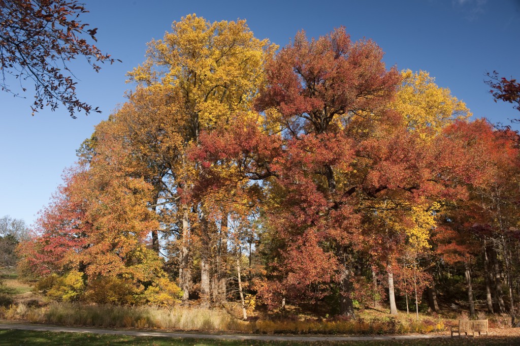 The Native Forest