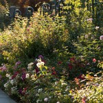 The Rose Garden in Fall