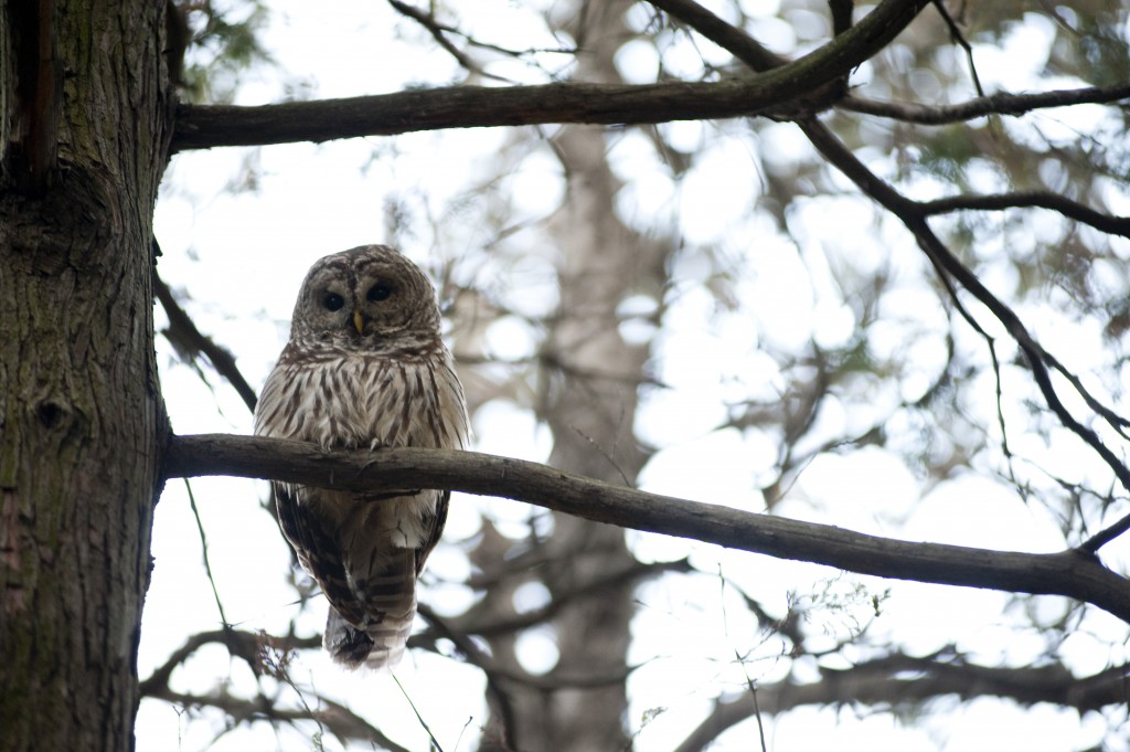 Northern Saw-whet owl