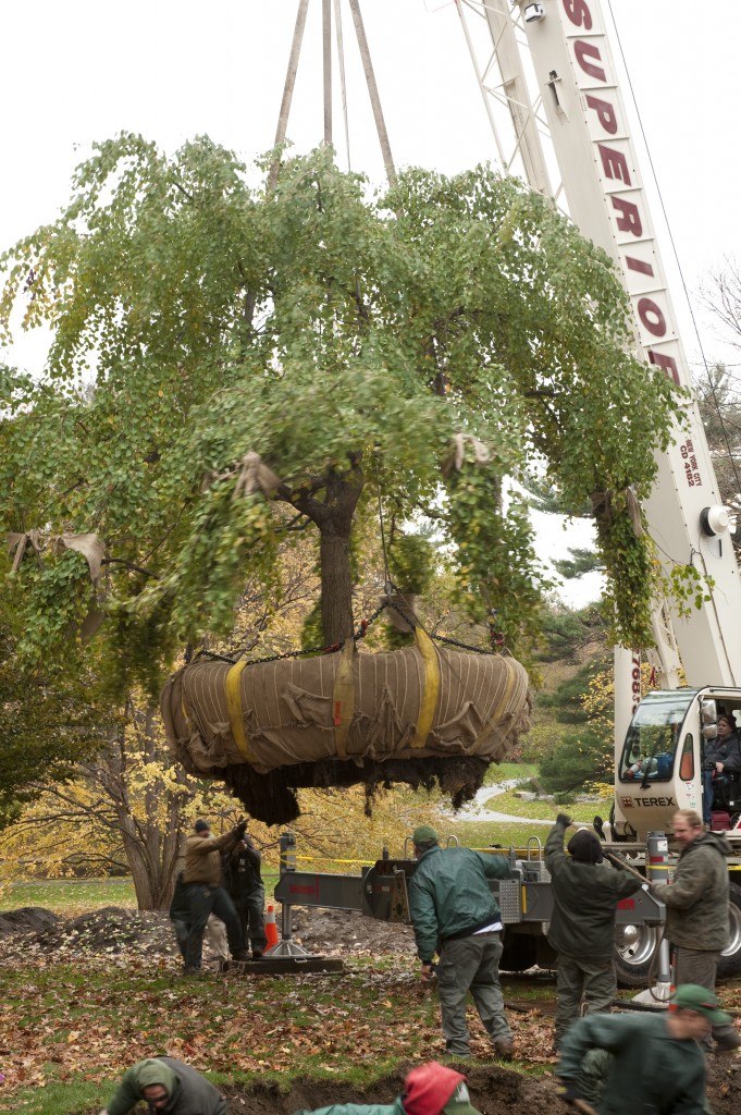 The Katsure Tree Goes Up!