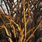 Branches