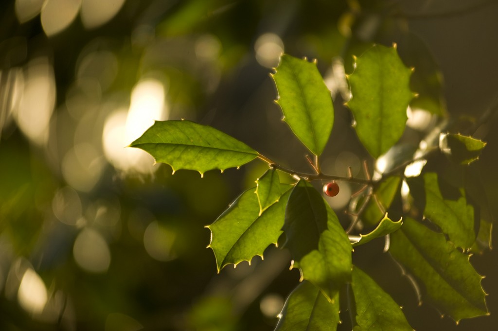 Ilex opaca (American Holly)