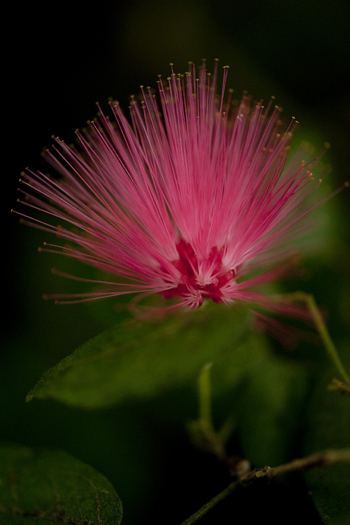 Calliandra emarginata