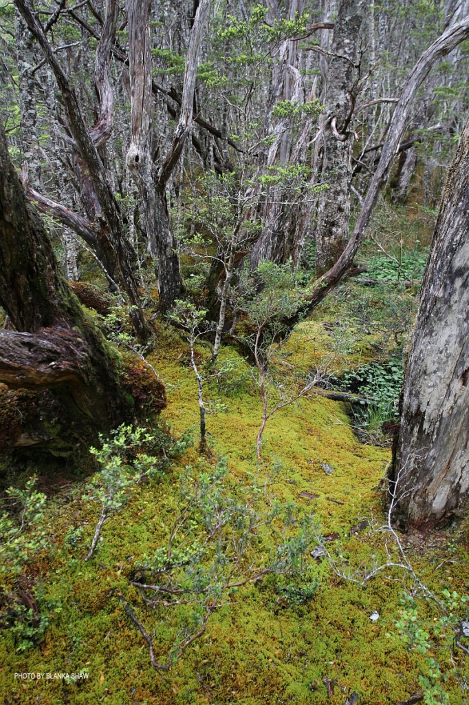 Nothofagus Forest