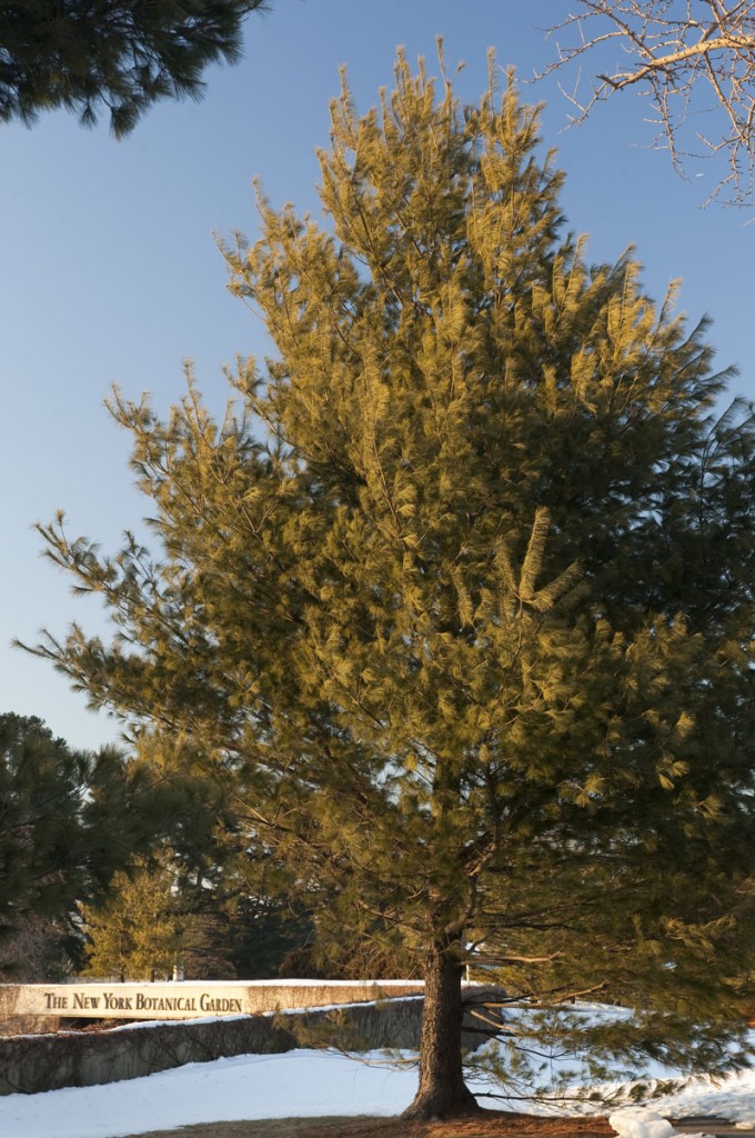 Pinus strobus - eastern white pine