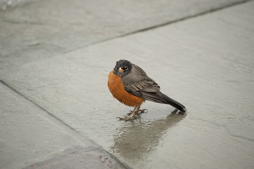 One Obviously Fed Up Robin