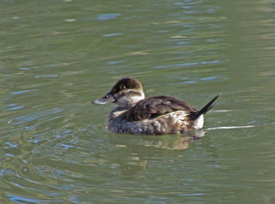 Female Ruddy Duck