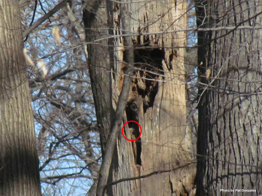 Mama and her baby owl. We have circled the chick in red. (photo by Pat Gonzalez)