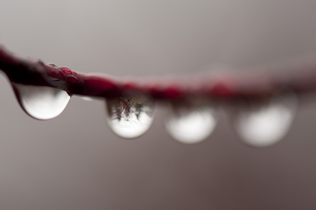 Drops on a Branch
