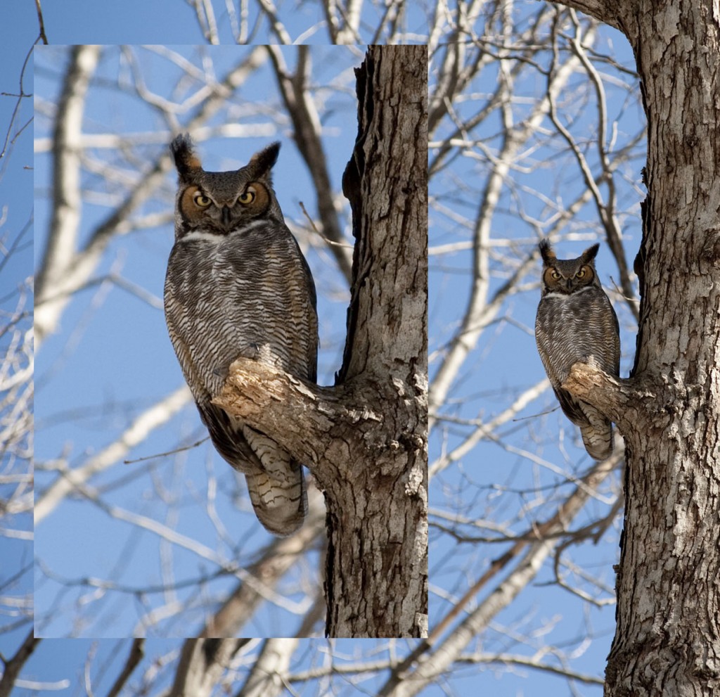 Mr. Owl