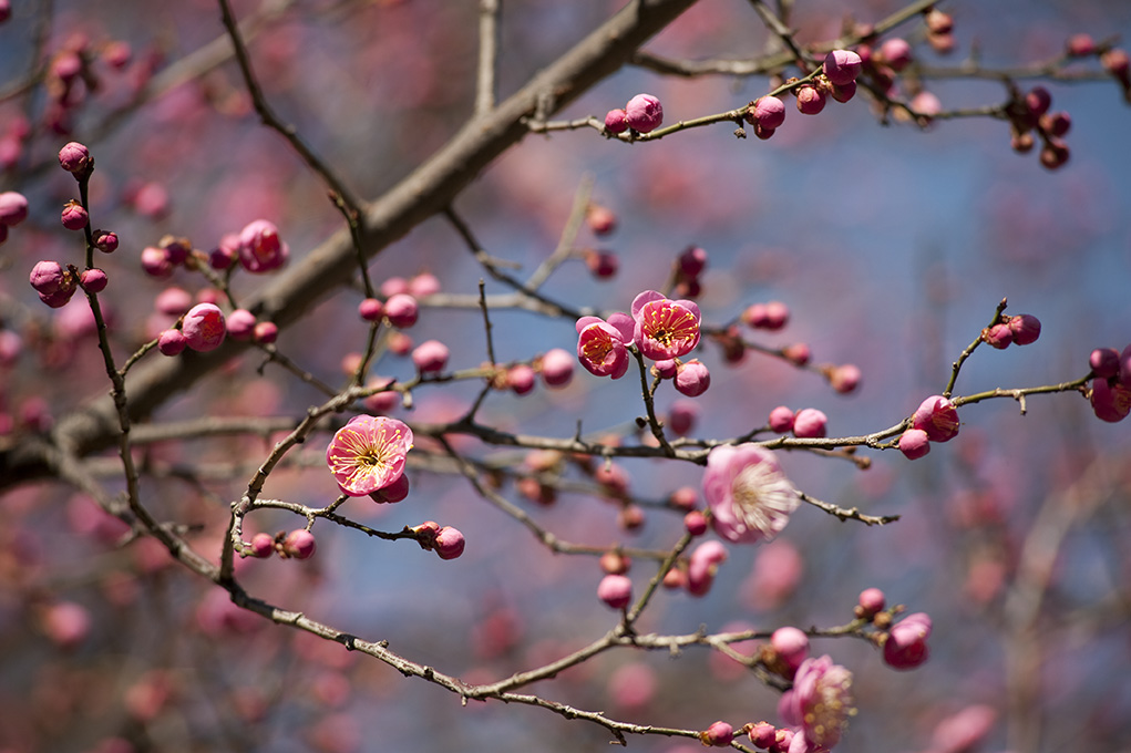 Prunus mume 'Peggy Clarke' on the Ladies' Border