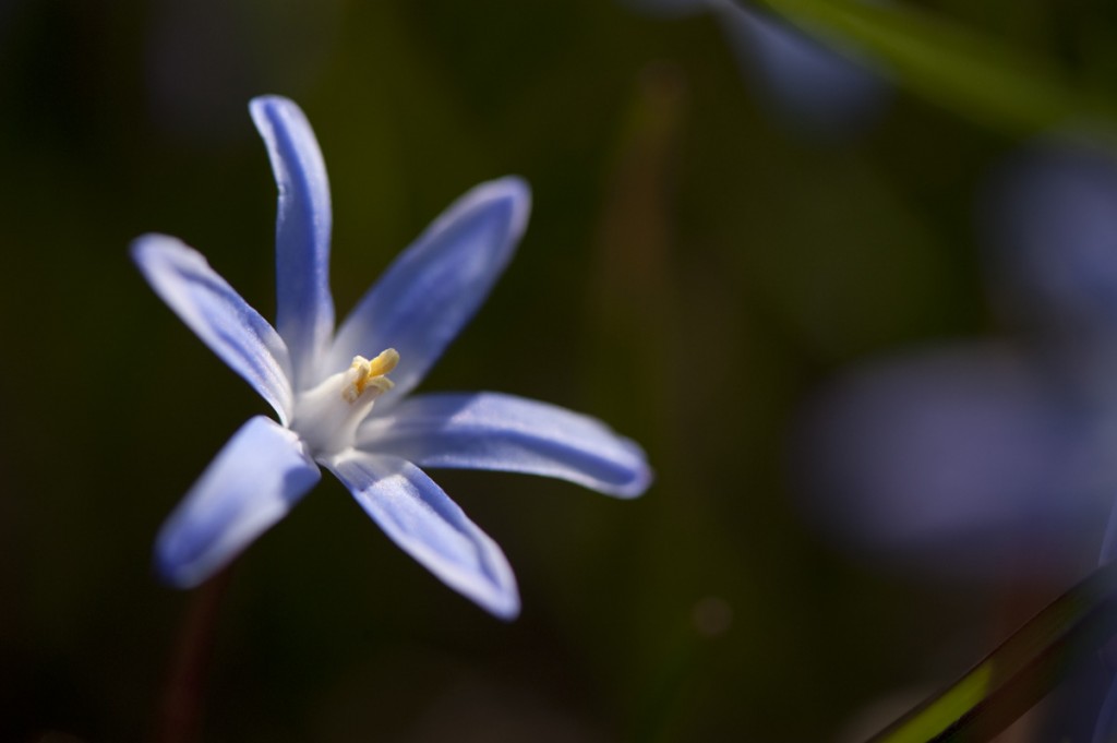 Chionodoxa forbesii