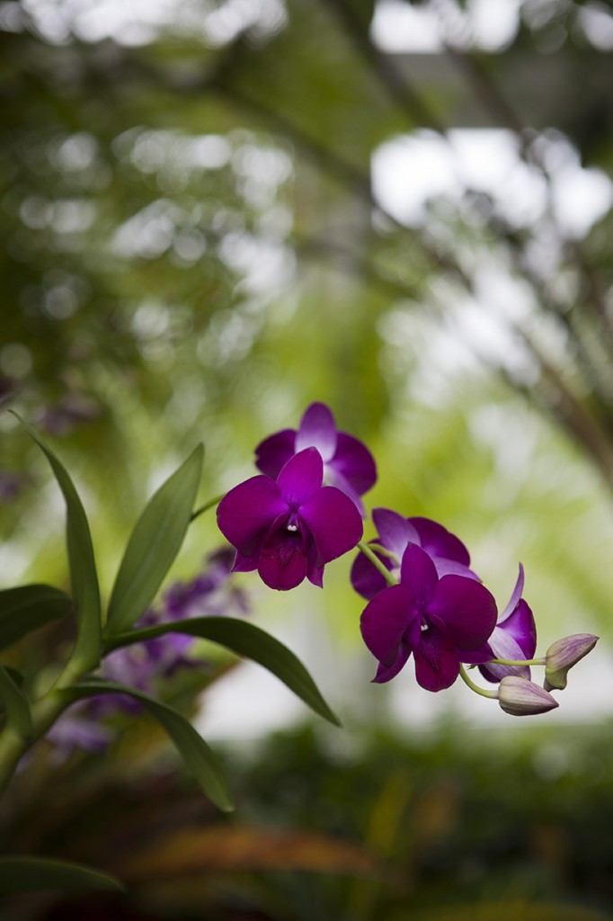 The Orchid Show: On Broadway