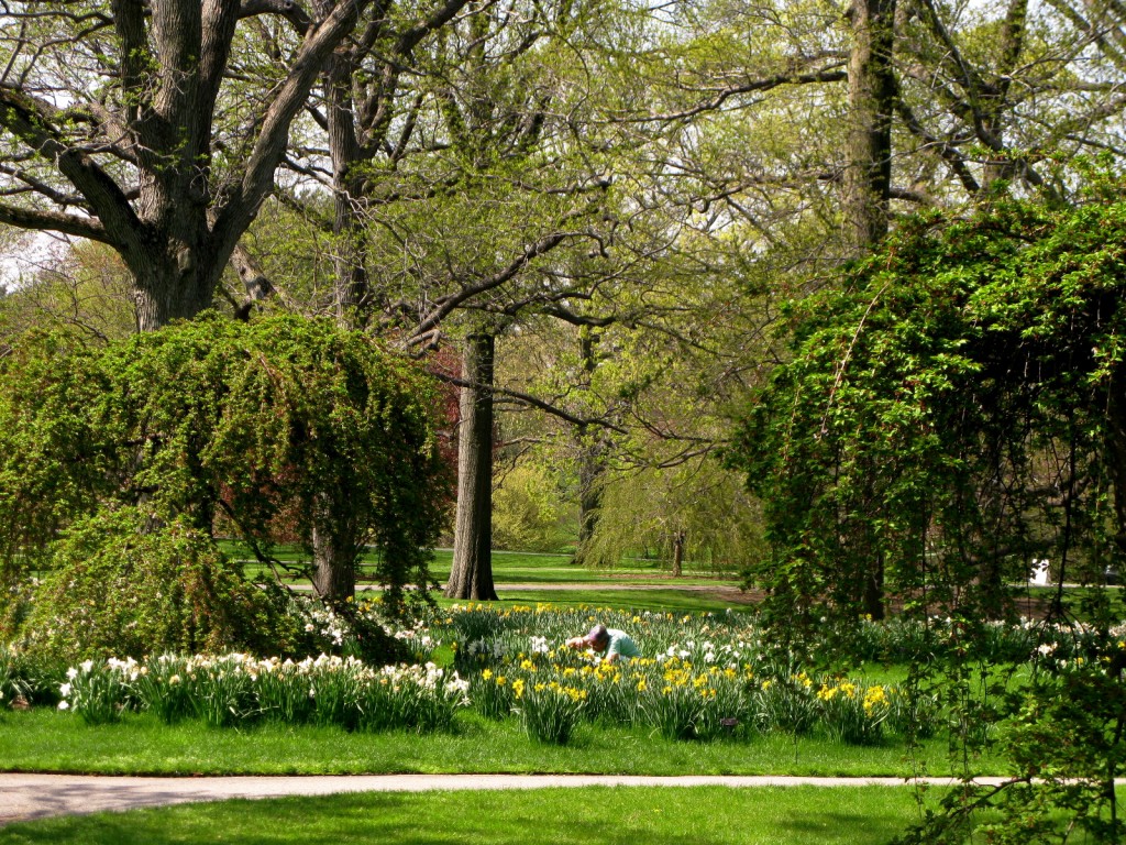 Amidst the Daffs