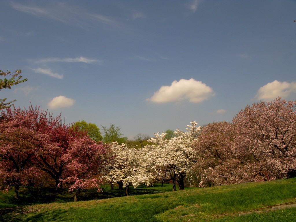 Cherry Blossoms