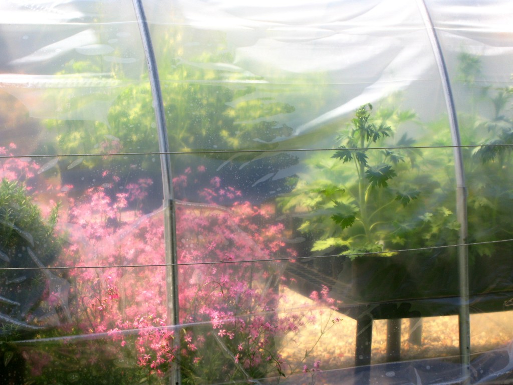 In the Greenhouse