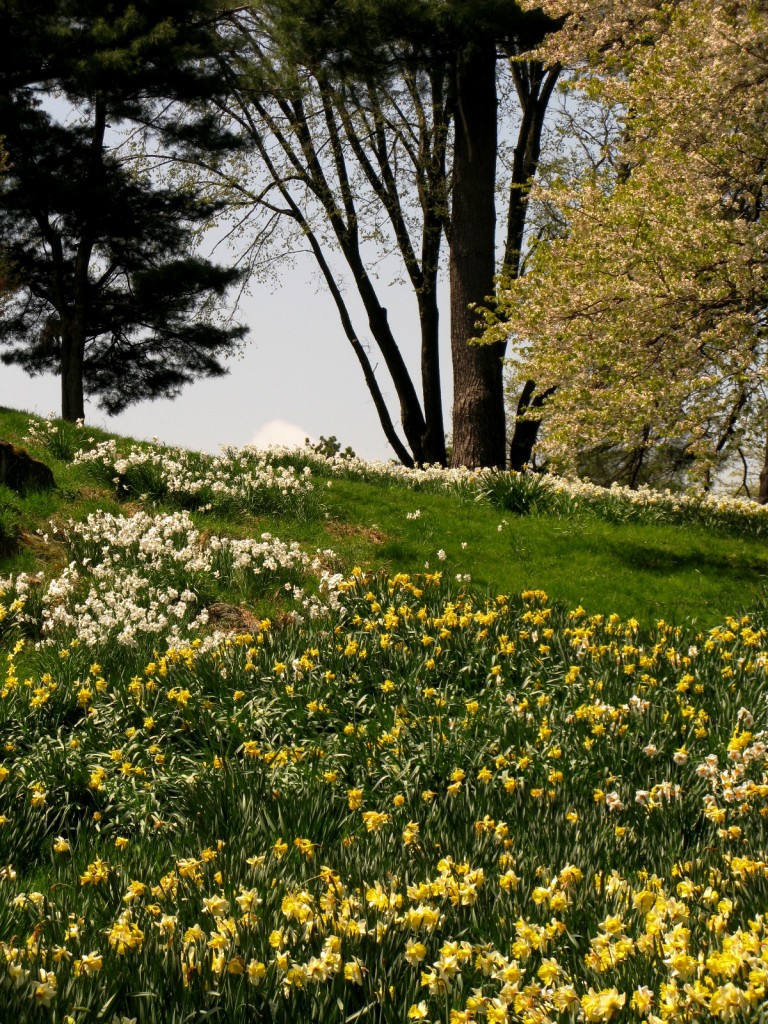 Daffodil Hill