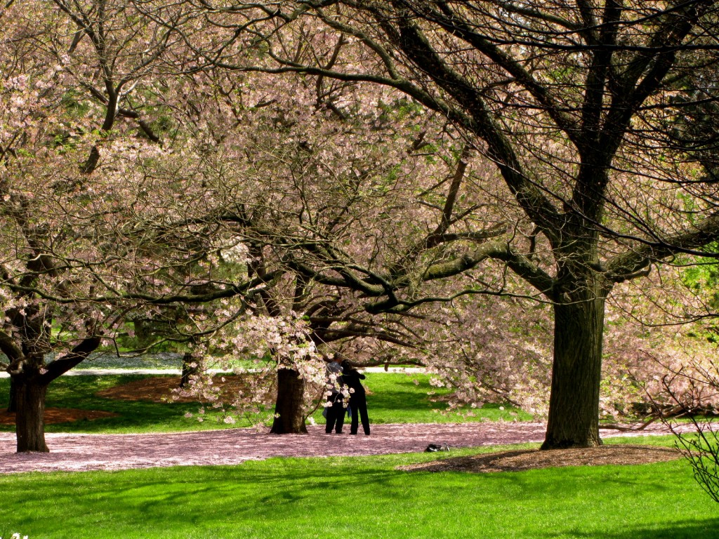 Carpet of Fallen Cherry Blossoms