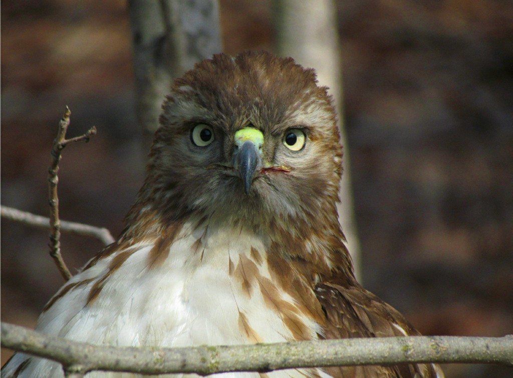 Red-Tail Hawk