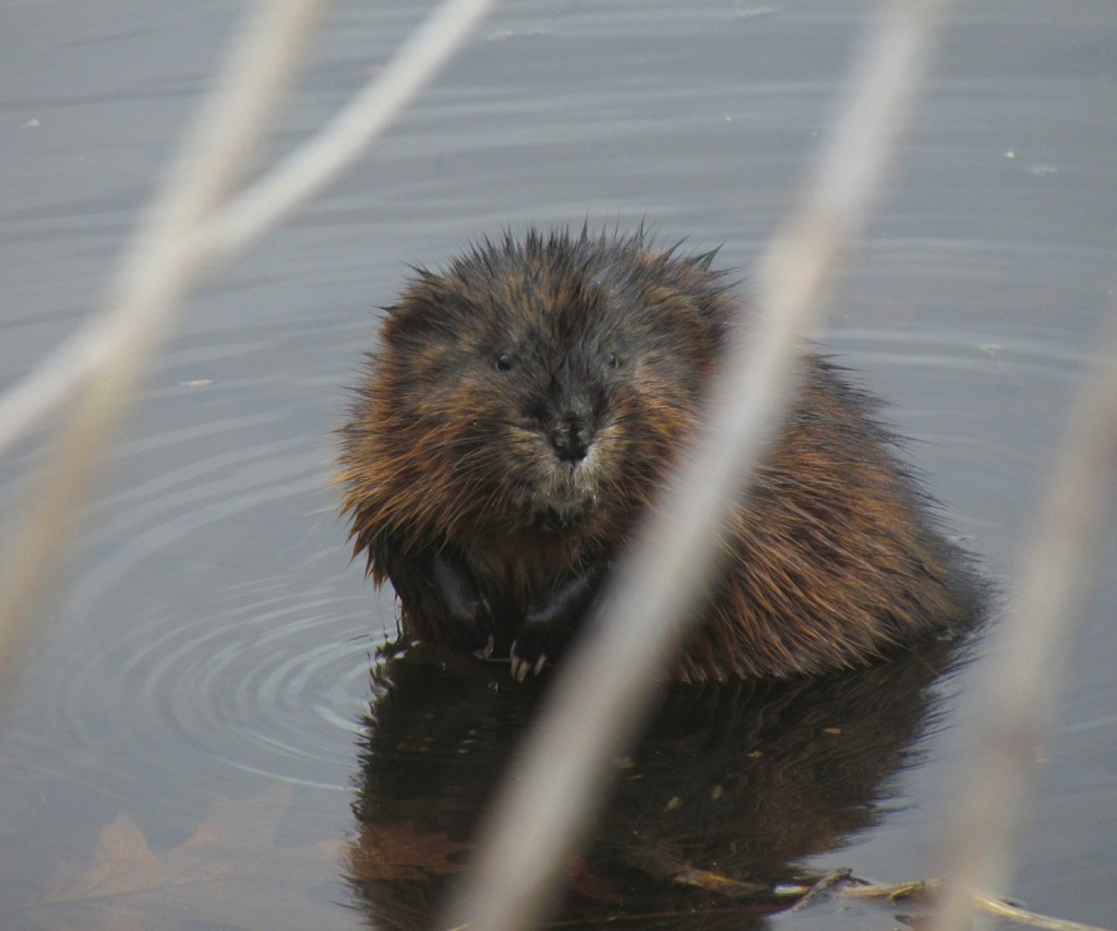 Muskrat