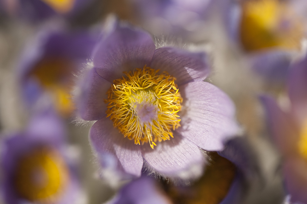 Pulsatilla halleri