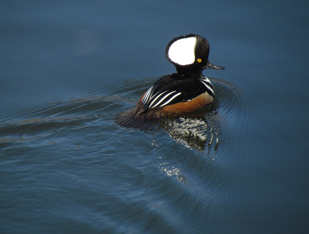 Hooded Merganser