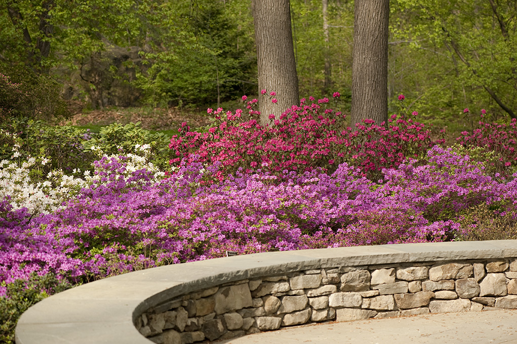 Azalea Planting Tips - Plant Talk - New York Botanical Garden