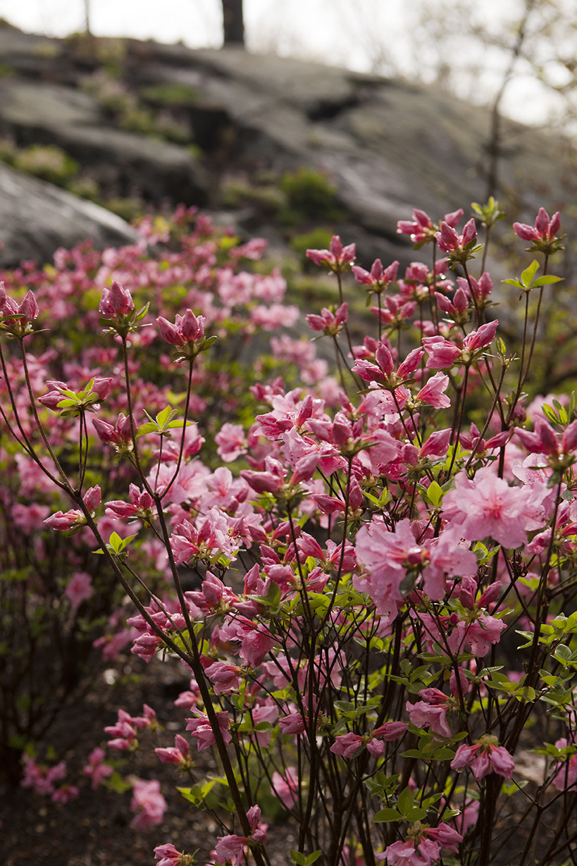 Azaleas A to Z: Know Them to Grow Them