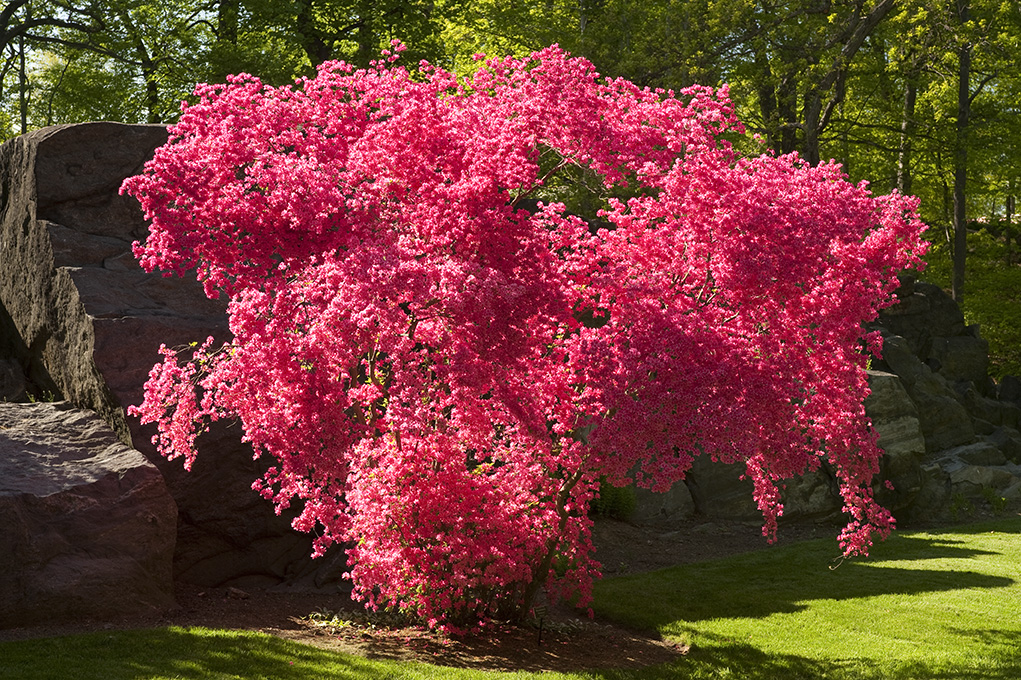 Название красивых кустарников цветущих. Рододендрон розовое дерево. Дерево рододендрон Синтия. Бугенвиллия рододендрон.